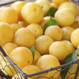 Prunes jaunes
