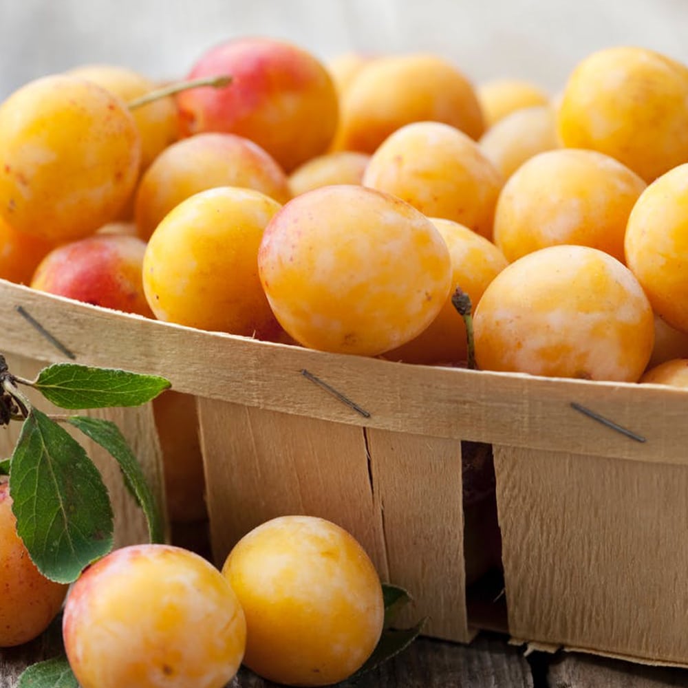 Prunes Mirabelles