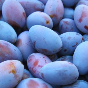 Prunes quetsches