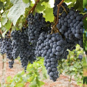 Raisins muscat