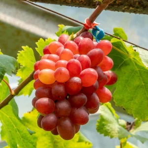 Raisins Red-Globe